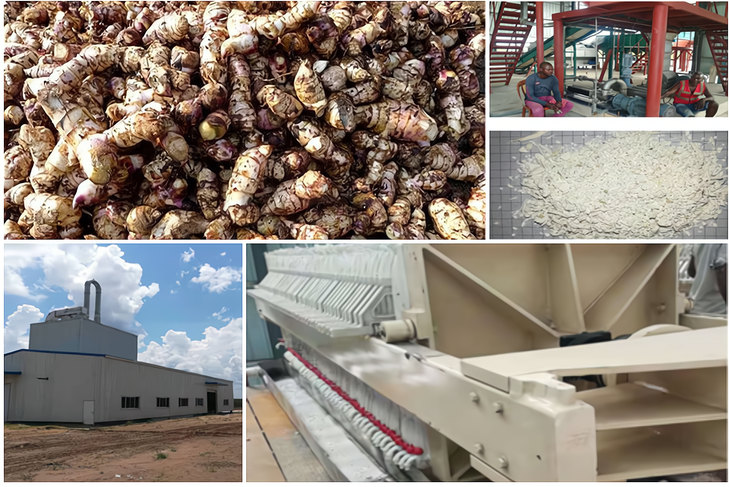 芭蕉芋淀粉生产方案